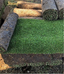 Rolled turf