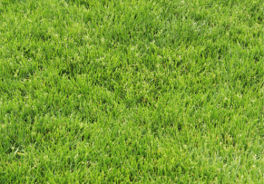 Child lying on green grass