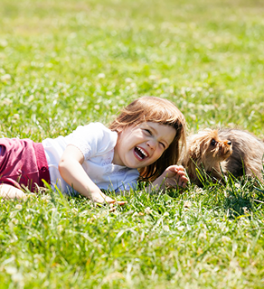 Dog relaxing on fresh turf