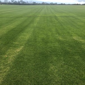 buy-Kikuyu-turf