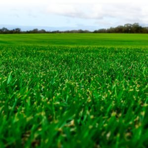 Soft-Leaf-Buffalo-turf
