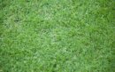 empire-zoysia-grass