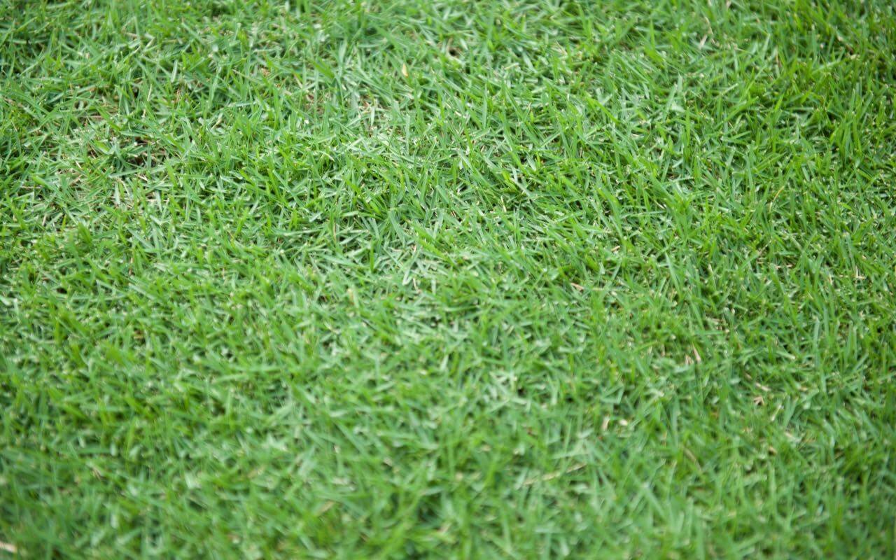 empire-zoysia-grass