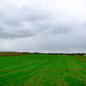 santa-anna-couch-grass