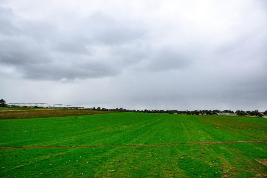 santa-anna-couch-grass