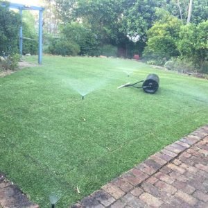 Wintergreen-Couch-Grass