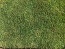 high-quality-Kikuyu-Grass-in-perth