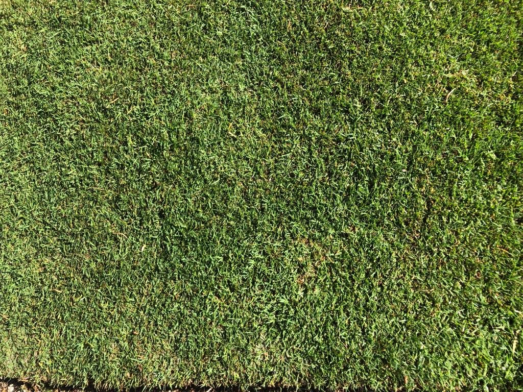 high-quality-Kikuyu-Grass-in-perth