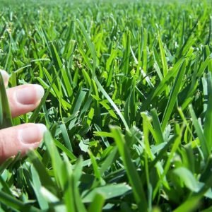 Sir-Walter-Buffalo-Grass