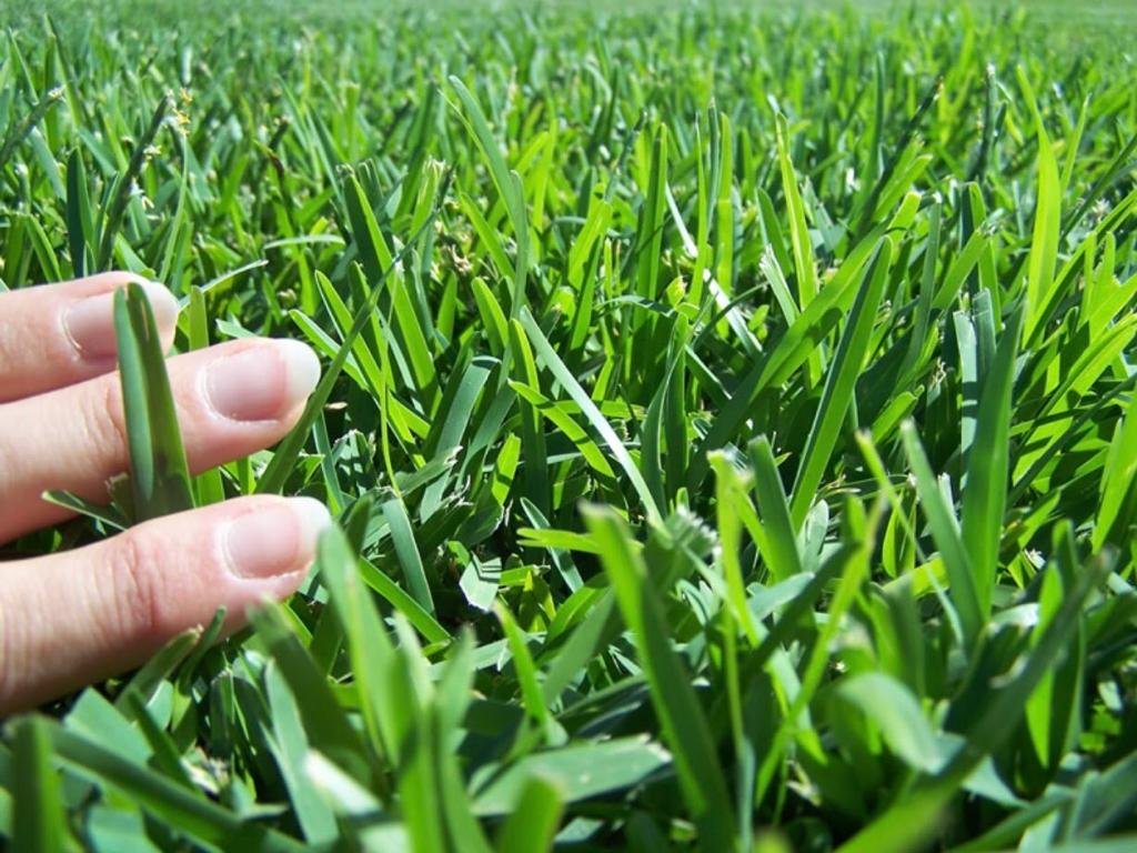 Sir-Walter-Buffalo-Grass