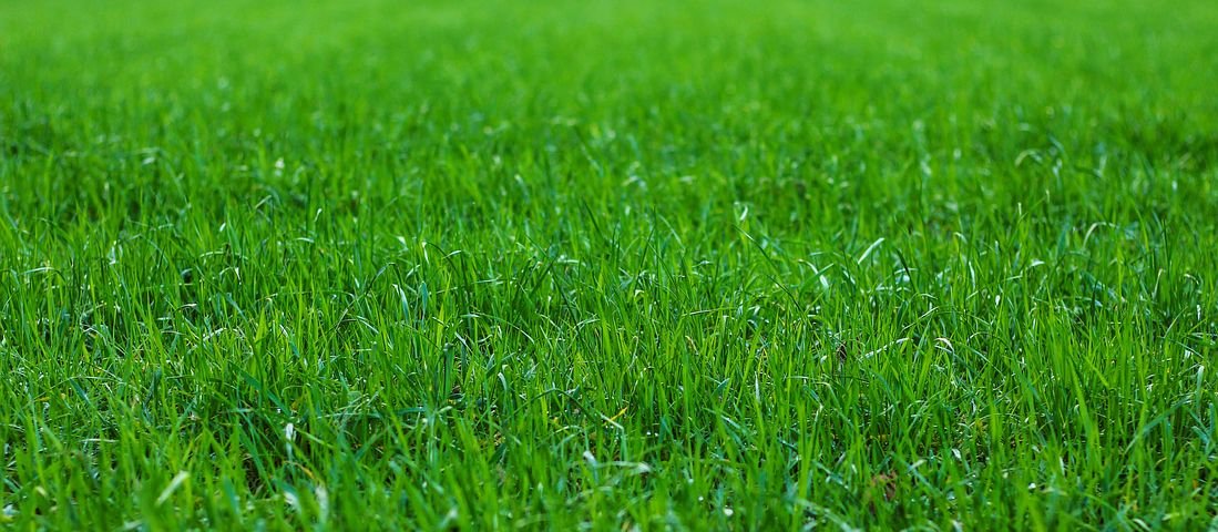 lawn-fertilising-benefits